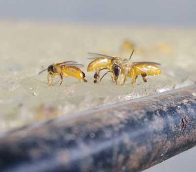 meliponiculture-2