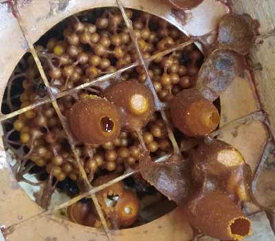 meliponiculture-5