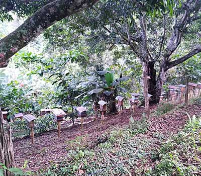 meliponiculture-7