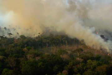 amazonia reveil florestania