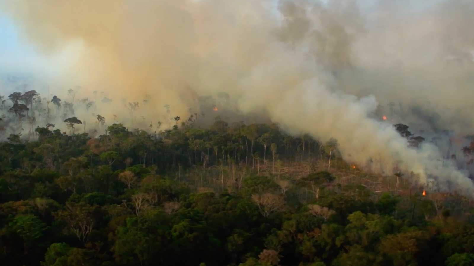 amazonia reveil florestania
